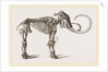 Mammoth found in Siberia by Anonymous