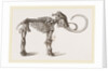 Mammoth found in Siberia by Anonymous