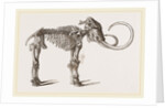 Mammoth found in Siberia by Anonymous