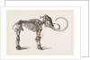 Mammoth found in Siberia by Anonymous