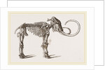 Mammoth found in Siberia by Anonymous