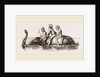 Elephant swimming by Anonymous