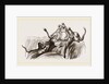 On an Elephant, Tiger at bay by Anonymous
