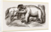 Wild Elephant captured by means of decoy Female Elephants by Anonymous