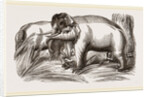 Wild Elephant captured by means of decoy Female Elephants by Anonymous