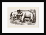 Wild Elephant captured by means of decoy Female Elephants by Anonymous