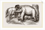 Wild Elephant captured by means of decoy Female Elephants by Anonymous