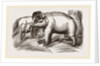 Wild Elephant captured by means of decoy Female Elephants by Anonymous