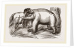 Wild Elephant captured by means of decoy Female Elephants by Anonymous