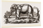 Elephant harnessed in a keddah by Anonymous