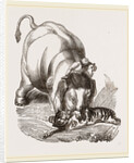 Elephant pinning a Tiger by Anonymous