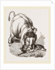 Elephant pinning a Tiger by Anonymous