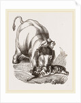 Elephant pinning a Tiger by Anonymous