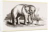 White Elephant of Ava by Anonymous