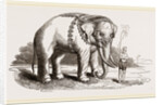 White Elephant of Ava by Anonymous
