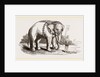 White Elephant of Ava by Anonymous