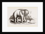 White Elephant of Ava by Anonymous