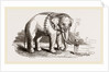White Elephant of Ava by Anonymous