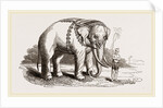 White Elephant of Ava by Anonymous