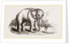 White Elephant of Ava by Anonymous