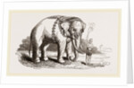 White Elephant of Ava by Anonymous