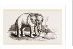 White Elephant of Ava by Anonymous