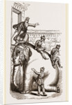 Scene exhibited at the Adelphi Theatre, Elephant by Anonymous