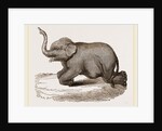 Elephant kneeling by Anonymous