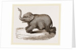 Elephant kneeling by Anonymous