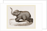 Elephant kneeling by Anonymous