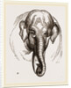Head of Elephant by Anonymous