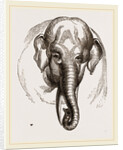 Head of Elephant by Anonymous