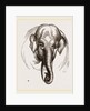 Head of Elephant by Anonymous