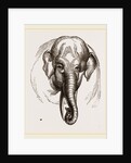 Head of Elephant by Anonymous