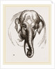 Head of Elephant by Anonymous