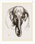 Head of Elephant by Anonymous