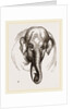 Head of Elephant by Anonymous
