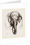 Head of Elephant by Anonymous