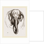 Head of Elephant by Anonymous