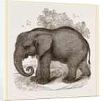 African Elephant by Anonymous