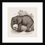 African Elephant by Anonymous