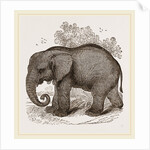 African Elephant by Anonymous