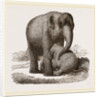 Young Elephant suckling by Anonymous