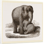 Young Elephant suckling by Anonymous