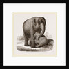 Young Elephant suckling by Anonymous