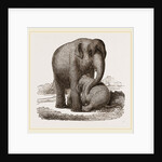 Young Elephant suckling by Anonymous