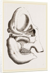 Skull of Indian Elephant by Anonymous