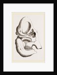 Skull of Indian Elephant by Anonymous