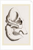 Skull of Indian Elephant by Anonymous
