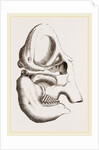 Skull of Indian Elephant by Anonymous